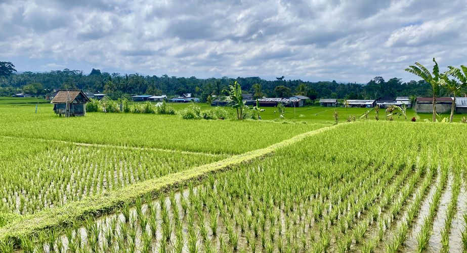 Uitzicht rijstvelden Bali